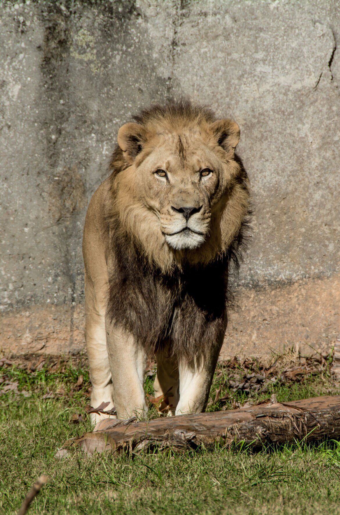 Reilly-Lion-NC-Zoo-4_vertical.jpg